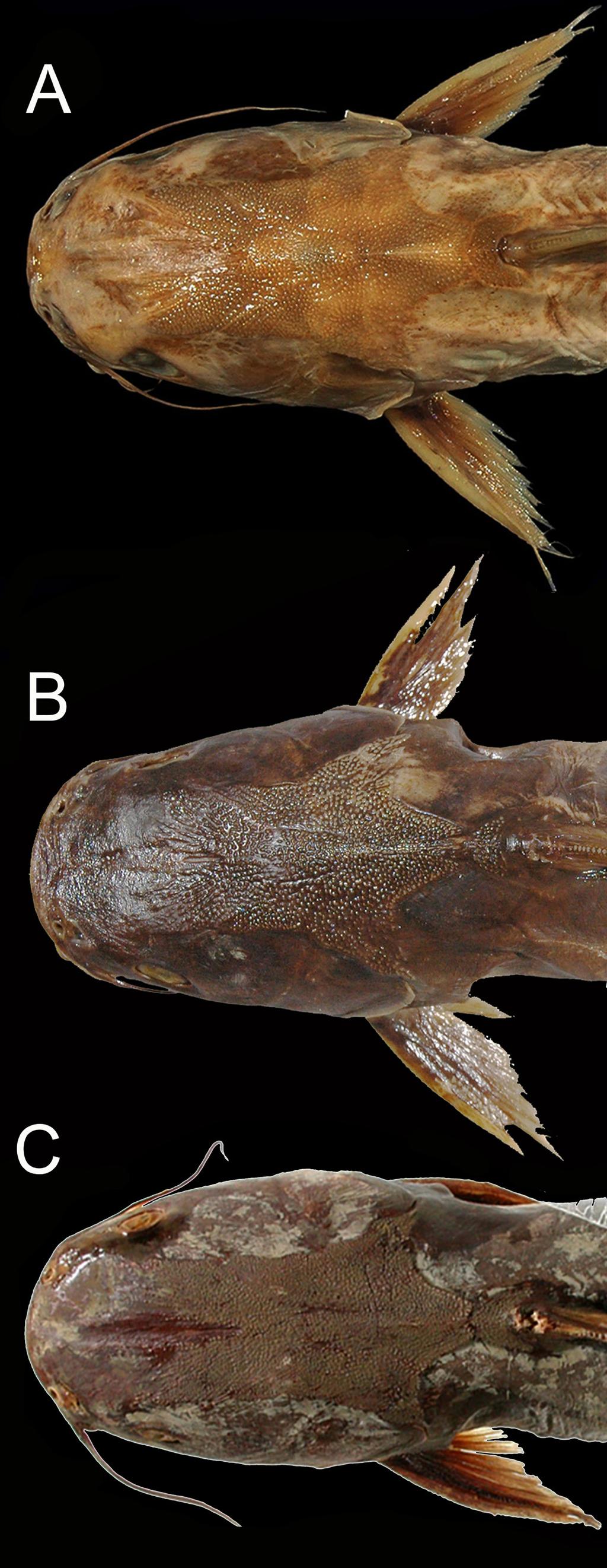 FIGURE 15. Head in dorsal view. (A) Ariopsis guatemalensis, Syntypes, BMNH 1853.1.11.