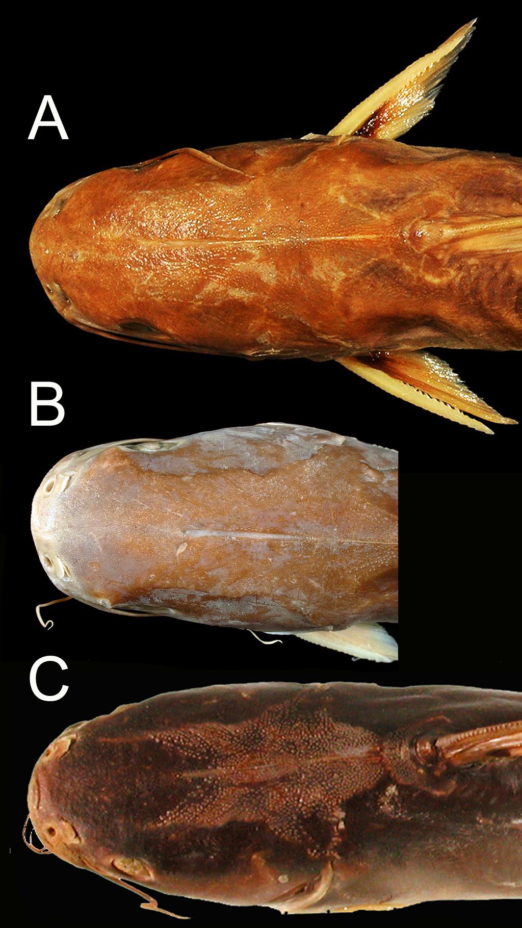 FIGURE 19. Head in dorsal view. (A) Ariopsis seemanni, Holotype, BMNH 1855.9.19.1107; (B) Tachisurus jordani, Syntype, MCZ 4945; (C) Galeichthys eigenmanni, Holotype, CAS-SU 6986.