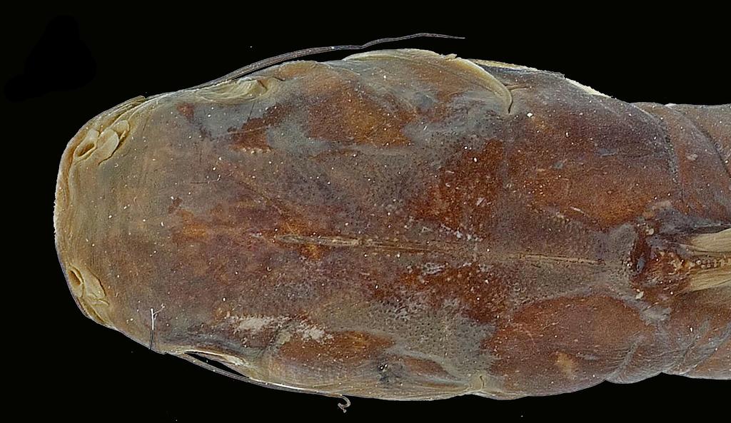 Body in lateral view. Ariopsis simonsi, Holotype, USNM 53466. FIGURE 21. Head in dorsal view. Ariopsis simonsi, Holotype, USNM 53466. Diagnosis.