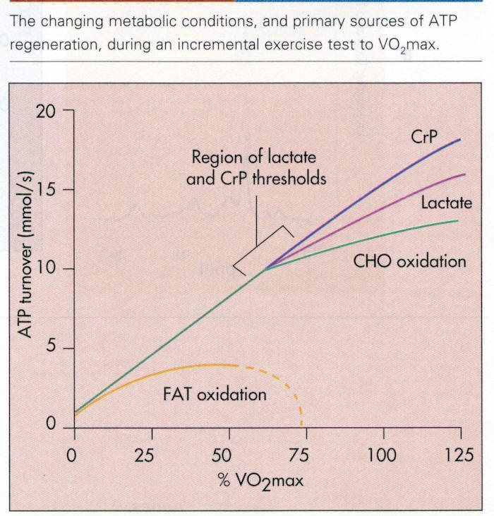 CrP also supplements ATP regeneration from mitochondrial respiration Note the increased reliance on anaerobic sources of ATP regeneration as exercise intensity increases.