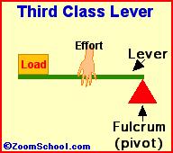 fulcrum and the load Ex.