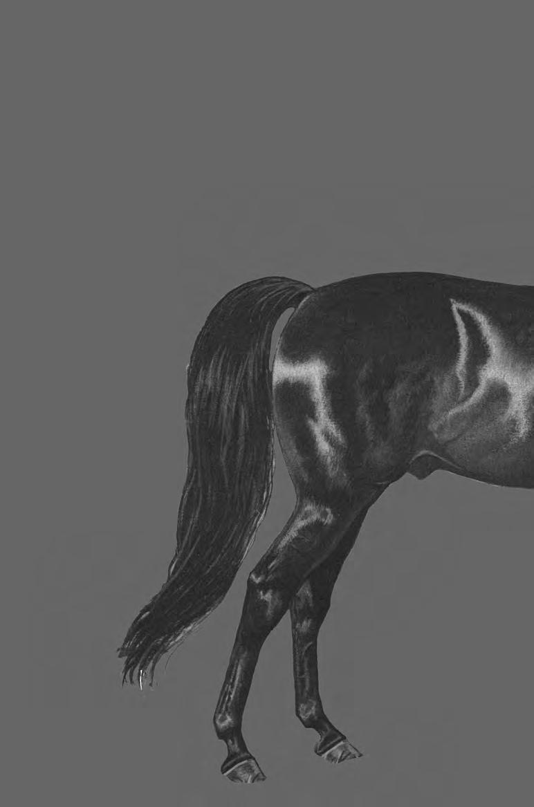 An anatomical chart of THE MORGAN HORSE American Morgan Horse Association Inc.