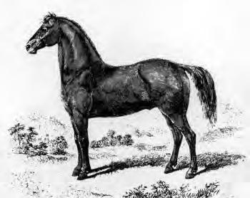in Volume I of the American Morgan Horse