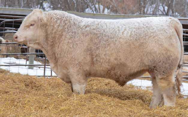 13 HIGH BLUFF DUNBAR 53D OUT High Bluff Casanova 13C - maternal brother PMC709716 HBSF 53D January 30 2016 Looking for a herd bull with a stacked pedigree? Then look no further!