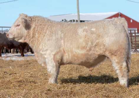 PRAIRIE COVE MISS 370N BW: 110. 205D: 799. EPDs: 30.2 3.6 46 88 23 45 Here s another soggy, hairy, thick Escobar bull who offers great depth of body, balance and a strong top line.