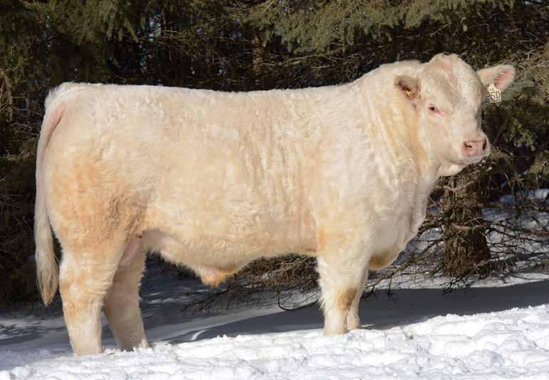 $24,000.00 21 HIGH BLUFF DIESEL 25D PMC7097 HBSF 25D January 22 2016 Here s a bull that has been one of our favourites all year.