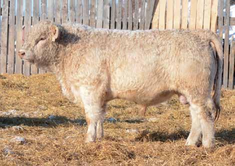 He has maternal half brothers working for Frank Woroneski in Russell and at the Community pasture. $7,500.