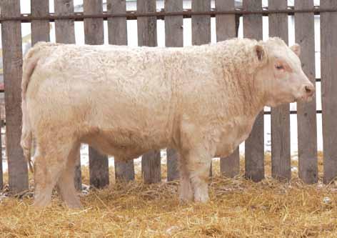 Director is a thick topped, deep sided, easy keeping Bronco son out of an HD that goes back to the Natassia cow family. $5,500.