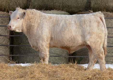 88Z PFC405072 HIGH BLUFF HANK 6S BW: 90. 205D: 849. EPDs: 81.3 1.1 38 74 19 39 A Stout bull with extra length, nuts and top.