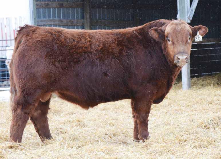 His dam is a good looking Triumph daughter who is beautifully uddered and moderately framed. This Fire Water son grabs your attention and has lots of hip. $6,000.
