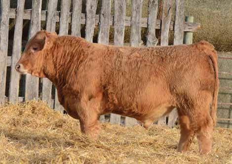 Datona has hair, lots of depth, and is a thick made beef bull to produce steers that you would just love to feed. $5,000.