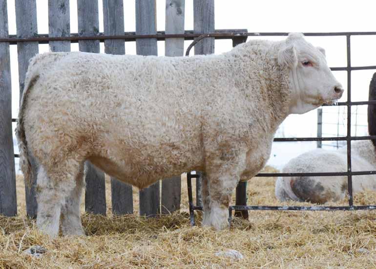 Discover has a big top, long body, lots of hair -- just what Red River progeny are known for! OUT HBSF Red River 61Z 38 HIGH BLUFF DURANT 121D $6,000.