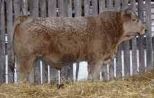 His sire, Red River, is ranked in the top 10% of the breed in both weaning and yearling weight.