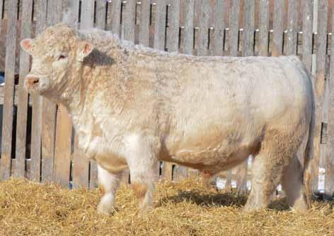 He s a nicely balanced, deep, growthy calf with a good hair coat that we think quite a lot of. $5,250.