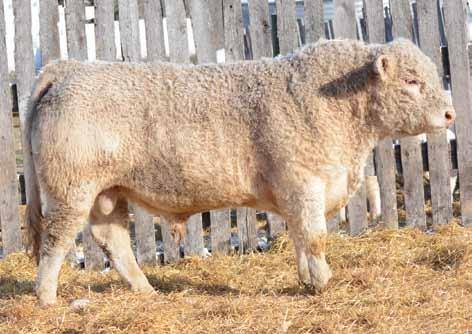 8 53 98 23 49 Extra length of body, excellent footed and an impressive moving bull. $5,000.00 $7,500.