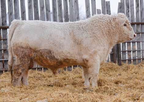 That about says it all; we love this powerhouse of a bull with his length of body and total mass, mothered by a beautiful Schatzi daughter. $7,000.