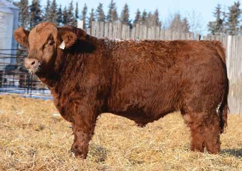 EPDs: 4.3 4.5 61.4 82.0 22.4 7.1 53.1 Check out this stout muscle machine! Just picture a pen of steers that have this guy s middle and butt end!