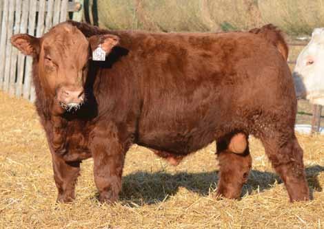7 Here s a bull that pushes down the scale and is sure to sire calves that will do the same!