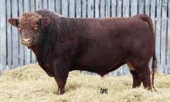 EGC TOUCHDOWN 102Z BW: 80. 205D: 970. EPDs: 10.5 0.9 59.1 87.2 24.7 12.7 54.3 With BW as sire and an 80lb birth weight, we would try Dr. Pepper on heifers.