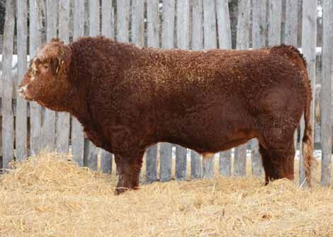 0 Recommended for heifers - in the top 5% for birth weight and calving ease, and top 2% for maternal calving ease, 158C looks just like his sire! $5,000.