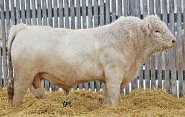 5 39 83 24 43 We were disappointed runner-up bidders when trying to buy Escobar as our walking herd bull, but were successful in buying the Manitoba semen rights on him.