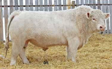 6 54 106 18 45 Red River is a performance bull that we raised and use through AI. Big topped, thick made calves are the norm with Red River progeny.