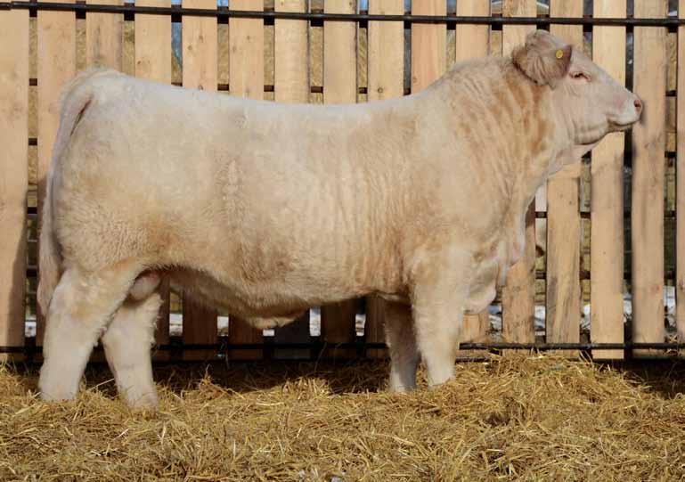 1 HIGH BLUFF DODGER 99D $15,500.00 PMC709722 HBSF 99D February 07 2016 Check out this herd sire candidate! He is one of our favourites in this powerful pen!