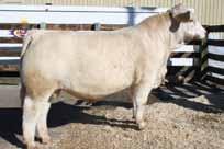 Dodger was in our Agribition show string and was the Jr. Champion bull at Ag-Ex. His 3 year old HD dam is starting quite an impressive track record.