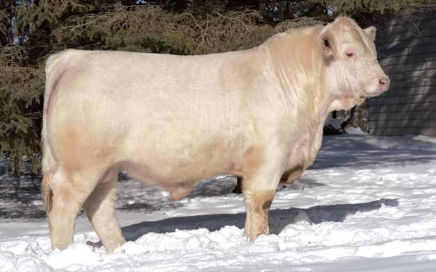 3 HIGH BLUFF DRAFT PICK 64D $5,500.00 PMC709892 HBSF 64D February 02 2016 Yet another feature bull from the Triumph sire group!