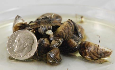 Zebra mussels at San Justo Reservoir (right/below) Various sizes of