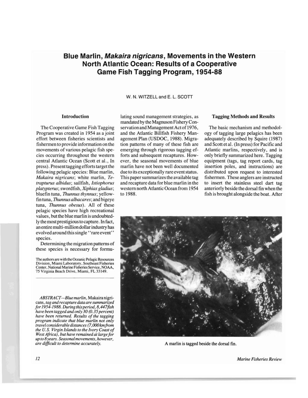 Blue Marlin, Makaira nigricans, Movements in the Western North Atlantic Ocean: Results of a Cooperative Game Fish Tagging Program, 1954-88 W. N. WITZELL and E. L.