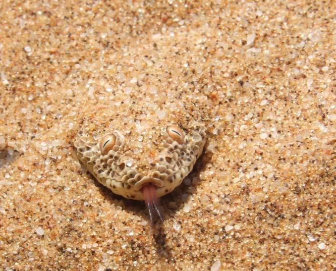 The adder blends in with the sandy ground. It hides in plain sight.