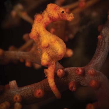 Pygmy Seahorse The twisty, bumpy coral is the perfect place for a pygmy seahorse to hide.
