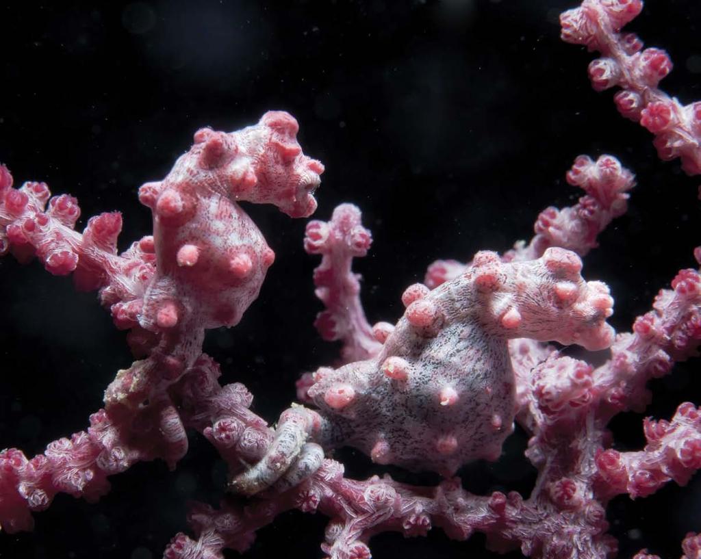 The pygmy seahorse blends in with the prickly coral