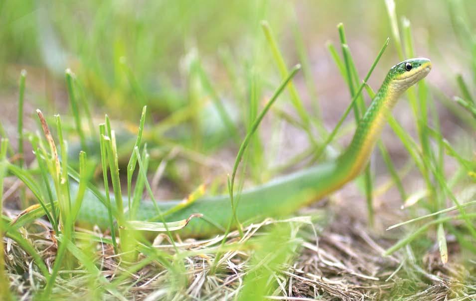 Smooth Green Snake The smooth green snake darts through the grass.