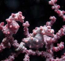 Photo Glossary coral (KOR-uhl): Coral