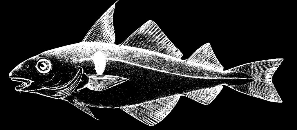the tail. The large head has a protruding upper jaw and there is a prominent, fleshy whisker or barbel under the lower jaw.