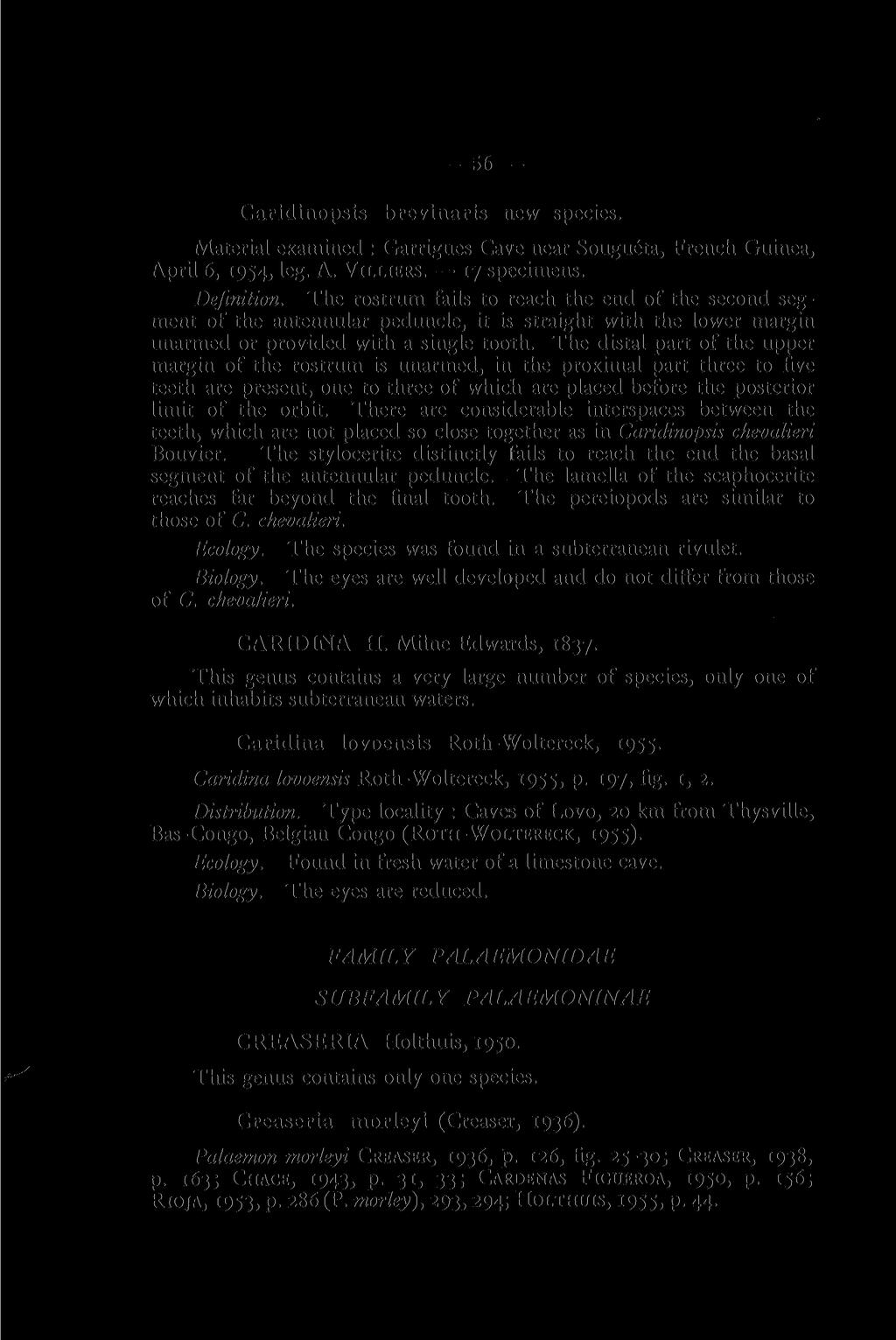 Caridinopsis brevinaris new species. Material examined : Garrigues Cave near Sougueta, French Guinea, April 6,1954, L E - A. VILLIERS. 17 specimens. Definition.