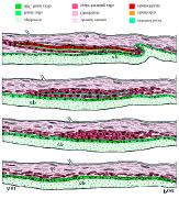 Dermis This layer contains: Scales Scale forming cells Granuals containing pigment in chromataphores Blood vessels Nerves Cycloid Scale Small plate-like like outgrowth of the skin Cycloid comes from
