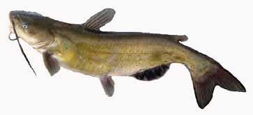 COW SPRINGS STOCKED ANNUALLY WITH CHANNEL CATFISH LARGEMOUTH BASS STOCKED UNTIL 2010