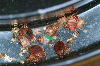 , had one of the worst bed bug problems we have encountered. The infestation was so severe that bugs were living on one of the two occupants.