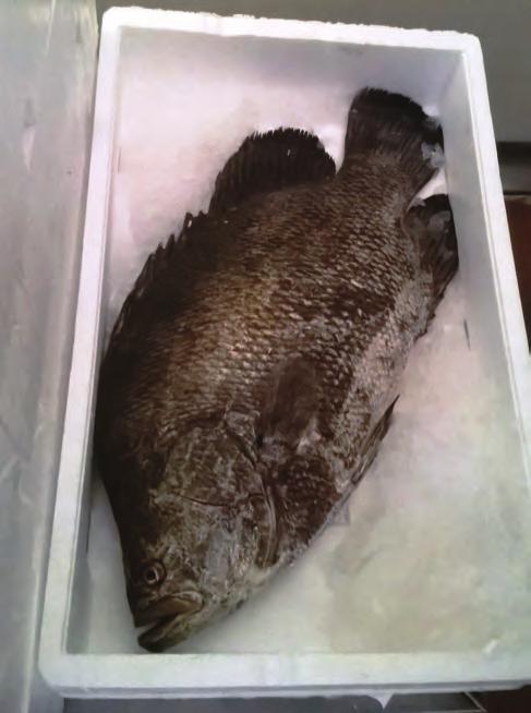 Nicola BETTOSO & Giovanni COMISSO: FIRST RECORD OF THE TRIPLETAIL LOBOTES SURINAMENSIS (PISCES: LOBOTIDAE) IN THE LAGOON.
