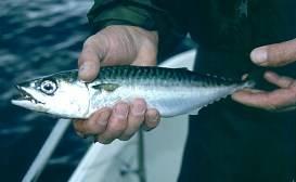 Increased Predation on BC Salmon // Pacific mackerel productivity off CA highest during