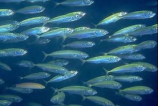 Mackerel compete with and predate juvenile salmon Reduced survival of WCVI sockeye