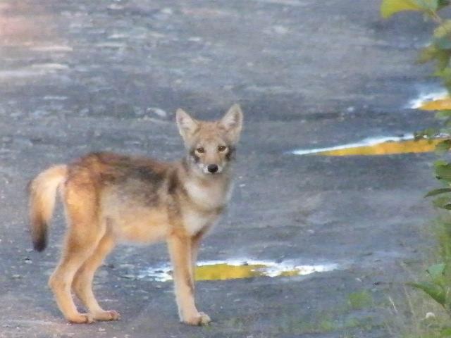Investigating the Potential Role of Coyotes on Caribou Populations on the Island of Newfoundland Report to the Harris Centre Upon conclusion of funding