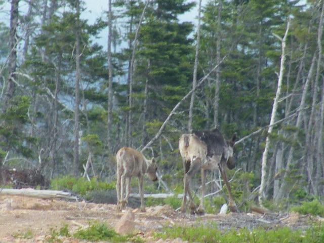 Lay Summary of Project The impact of coyotes on wildlife and agricultural resources in the province are of major concern to residents of rural Newfoundland (sheep farmers, outfitters, hunters,