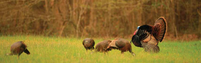 INTRODUCTION The wild turkey is a striking symbol of Mississippi s outdoors.