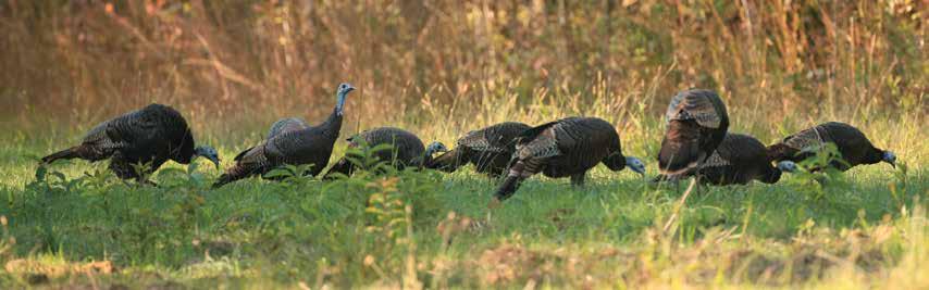 SECTION I HISTORY OF WILD TURKEYS IN MISSISSIPPI Historically, the southeastern United States held large numbers of wild turkeys.