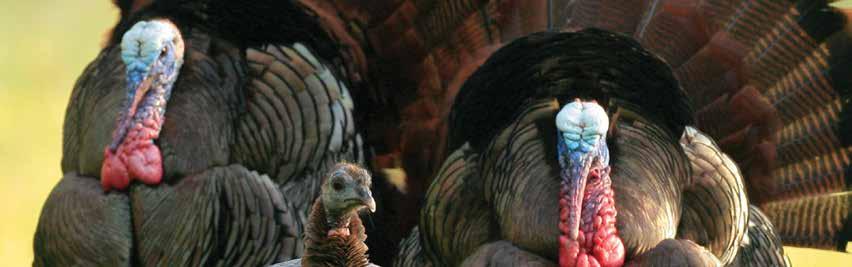 SECTION II CURRENT STATUS OF WILD TURKEYS IN MISSISSIPPI Estimating the number of wild turkeys in Mississippi is difficult.