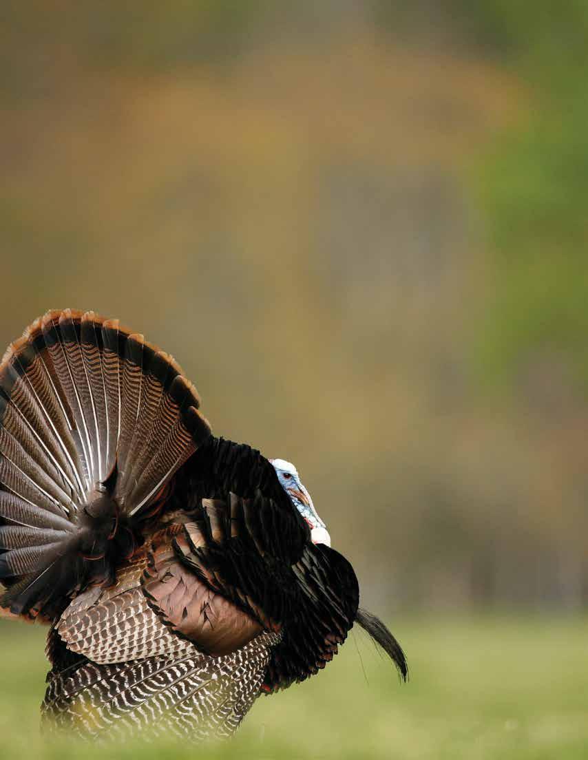 WILD TURKEY MANAGEMENT PLAN Mississippi s Comprehensive Wild Turkey Management Plan Prepared by Adam B. Butler and K.